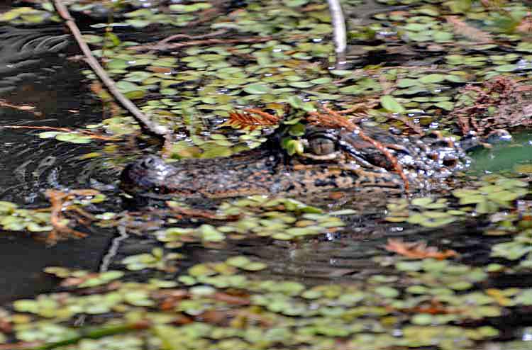 gator swimming